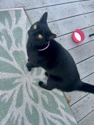 Reunited Unknown Cat last seen Rosegate Ct, Mason, OH 45040