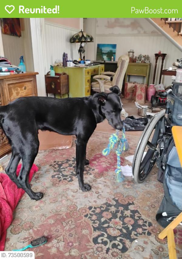 Reunited Male Dog last seen Castro x Carpentier near SL Bart, San Leandro, CA 94577
