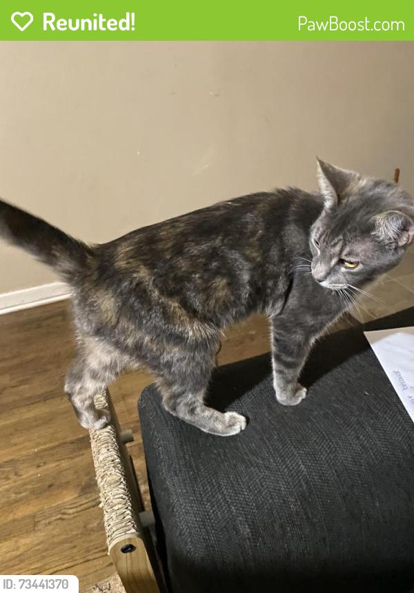 Reunited Female Cat last seen Sargent and Panola or Sargent and Hamshire, Fort Worth, TX 76103