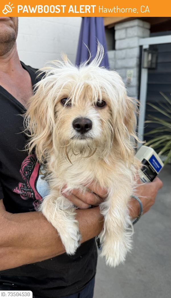 Found/Stray Male Dog last seen Near 142nd Street, Hawthorne, CA 90250