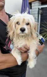 Found/Stray Male Dog last seen Near 142nd Street, Hawthorne, CA 90250