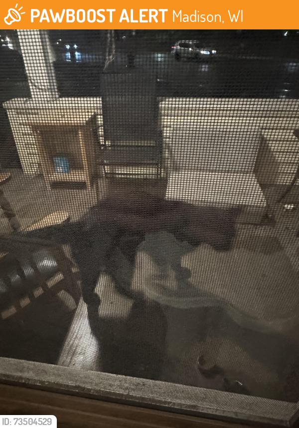 Found/Stray Unknown Cat last seen Regent St, Madison, WI 53711