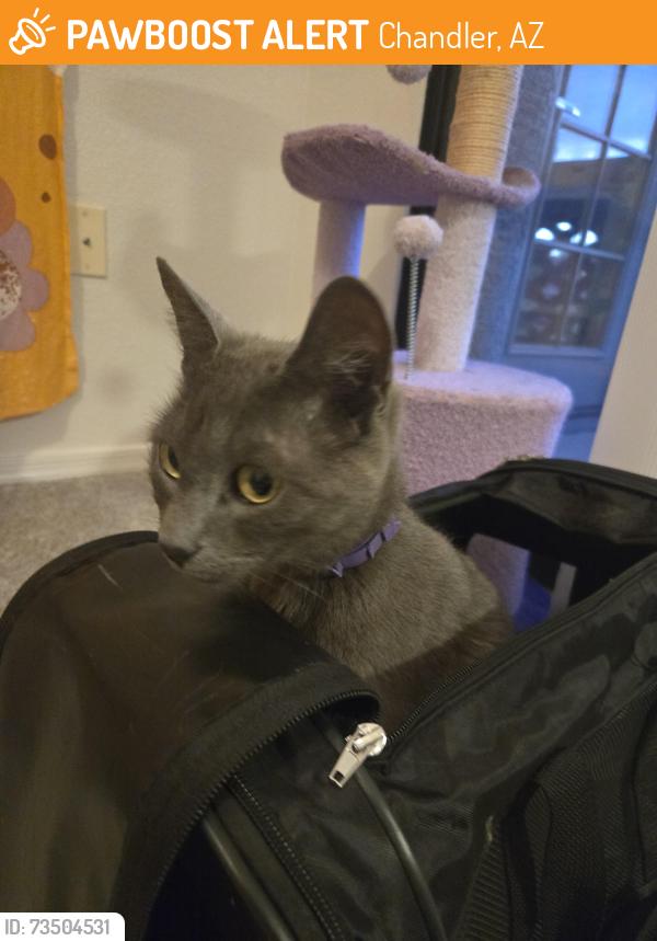 Found/Stray Unknown Cat last seen San Cervantes apartment, Chandler, AZ 85224