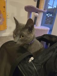 Found/Stray Unknown Cat last seen San Cervantes apartment, Chandler, AZ 85224