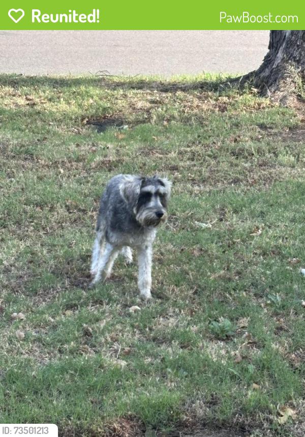 Reunited Female Dog last seen Carlisle and Graystone, The Village, OK 73120