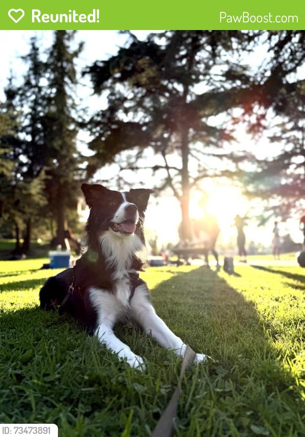 Reunited Female Dog last seen Las Tunas dr, Temple City, CA 91780