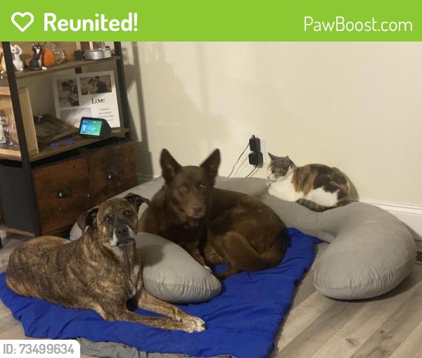 Reunited Unknown Dog last seen Dudley & Johnson Rd, Fayetteville, NC 28312
