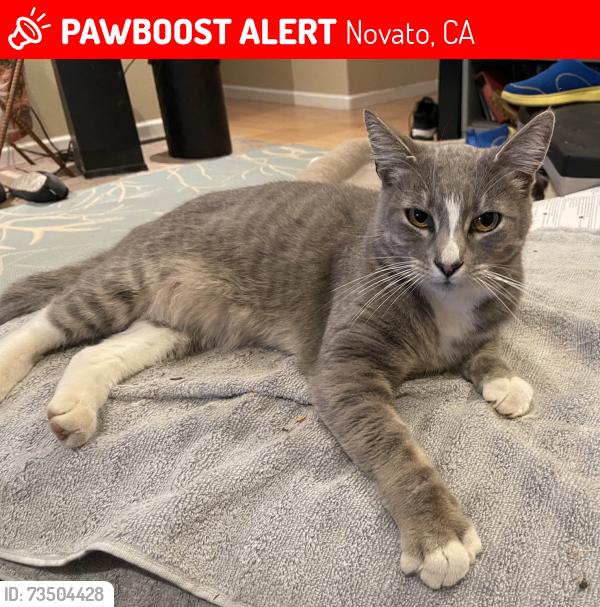 Lost Male Cat last seen Arthur St, cross st Hayes next to Novato High School, Novato, Novato, CA 94947