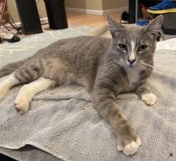 Lost Male Cat last seen Arthur St, cross st Hayes next to Novato High School, Novato, Novato, CA 94947