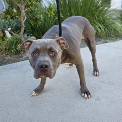 Found/Stray Male Dog last seen Near E Carson St, Long Beach, CA 90808, Long Beach, CA 90808