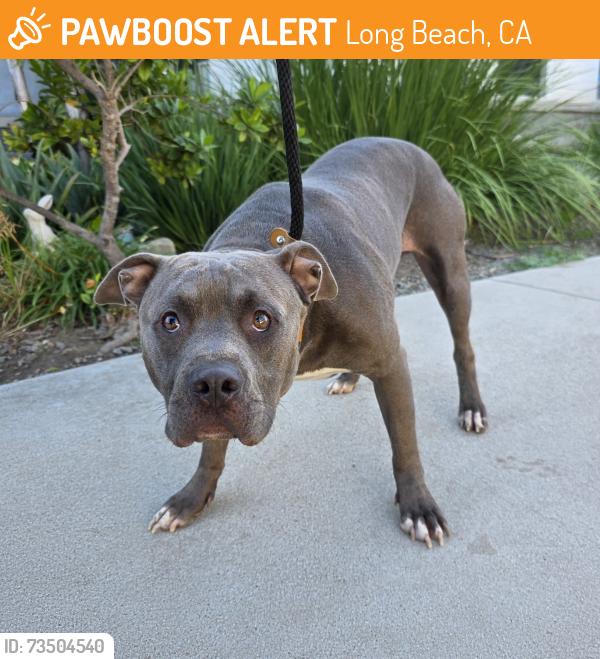 Found/Stray Male Dog last seen Near E Carson St, Long Beach, CA 90808, Long Beach, CA 90808