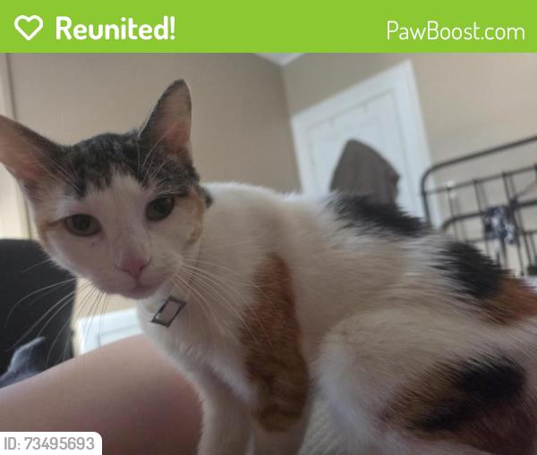 Reunited Female Cat last seen Intersection on W Main St. Where you'd turn to go to Hermitagd, Greenville, PA 16125
