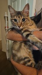 Reunited Female Cat last seen Yulupa, Santa Rosa, CA 95405