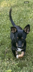 Lost Male Dog last seen Underwood,Torchwood rd, Carthage, NC 28327