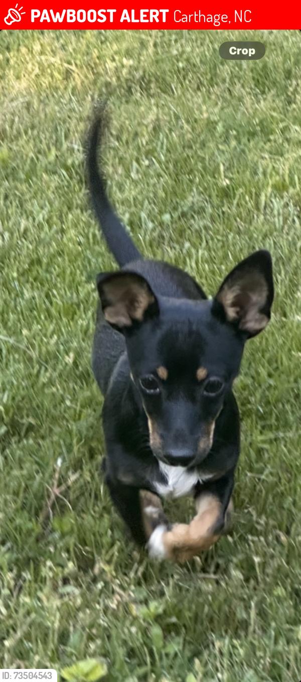 Lost Male Dog last seen Underwood,Torchwood rd, Carthage, NC 28327