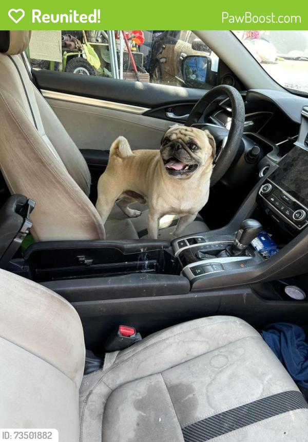 Reunited Male Dog last seen Near Maxson Rd, El Monte, CA 91732, USA, El Monte, CA 91732
