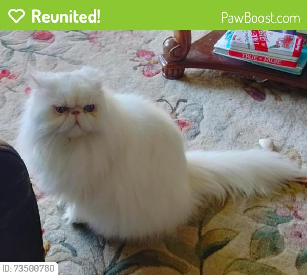 Reunited Male Cat last seen County Line Rd , SE Barus Dr, Jupiter, FL 33469