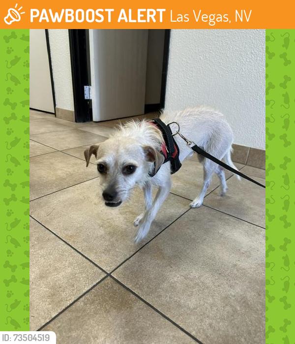 Found/Stray Male Dog last seen Red Lobster/ Meadows Mall 200 S. Decatur/95 fwy, Las Vegas, NV 89107