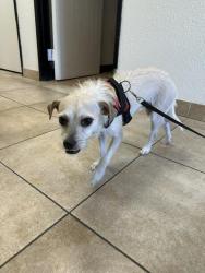 Found/Stray Male Dog last seen Red Lobster/ Meadows Mall 200 S. Decatur/95 fwy, Las Vegas, NV 89107