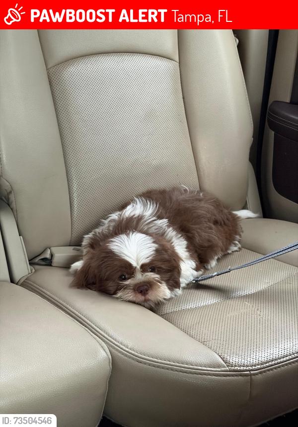 Lost Male Dog last seen Near E 20Th ave Tampa Florida 33605, Tampa, FL 33605