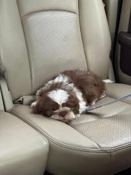 Lost Male Dog last seen Near E 20Th ave Tampa Florida 33605, Tampa, FL 33605