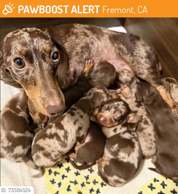 Found/Stray Female Dog last seen Near Newport Dr Fremont, CA 94538 United States, Fremont, CA 94538