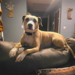 Reunited Male Dog last seen Sisk, Salida, CA 95368
