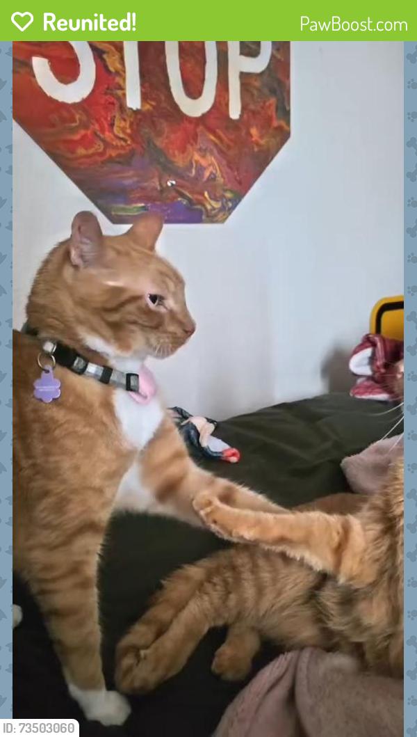 Reunited Male Cat last seen Near Gallatin Ln, Fort Worth, TX 76177