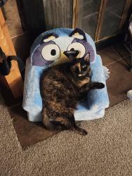 Lost Female Cat last seen 6th, Menasha, WI 54952