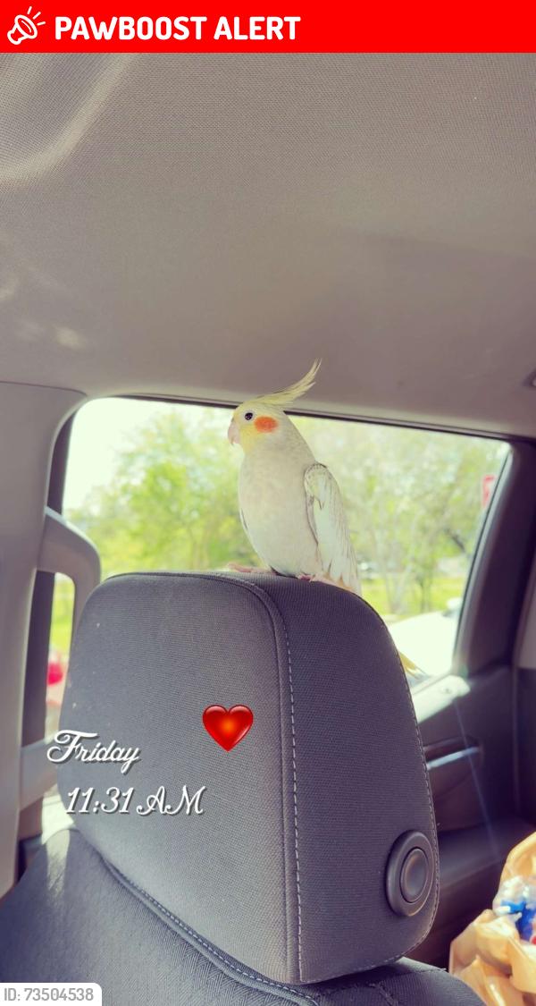 Lost Female Bird last seen East west ln &leafy ln 77306, Montgomery County, TX 77306