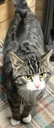 Lost Male Cat last seen Field behind the hse, Blaine, WA 98230