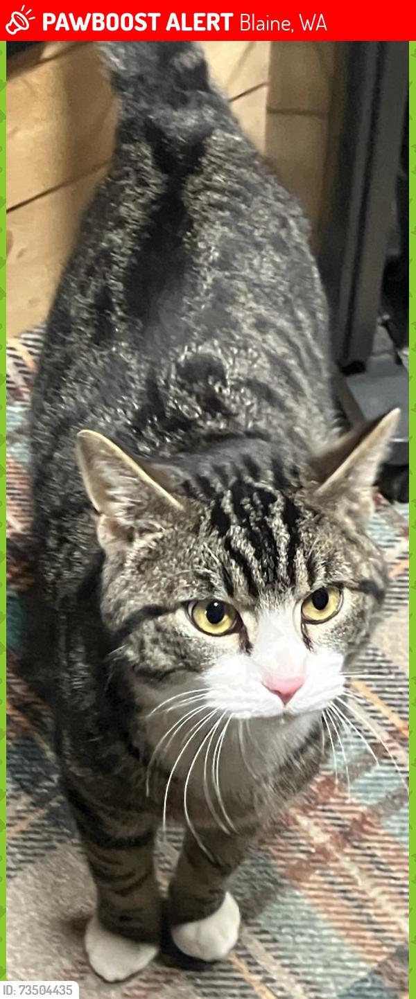 Lost Male Cat last seen Field behind the hse, Blaine, WA 98230