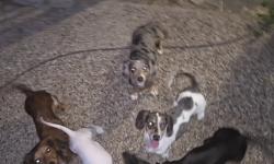 Reunited Female Dog last seen Watauga rd and denton hwy, Watauga, TX 76148