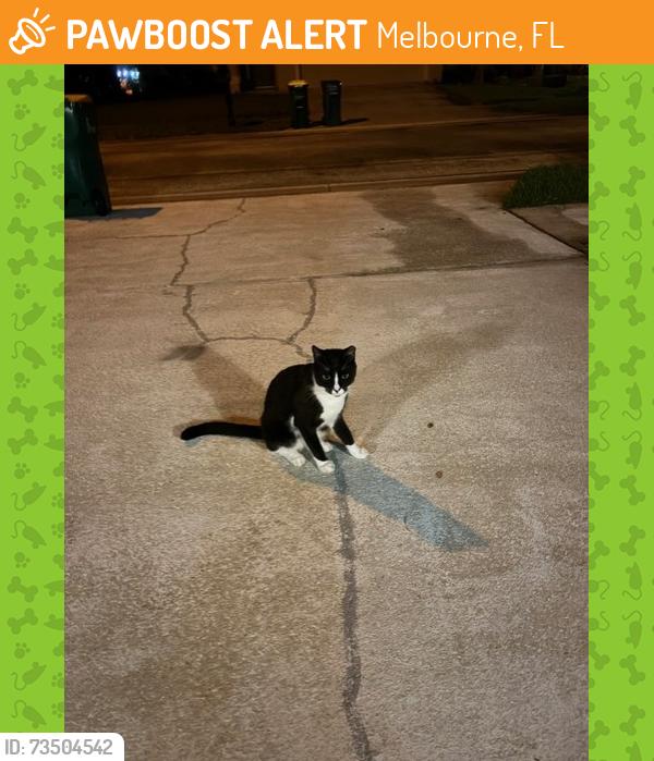 Found/Stray Unknown Cat last seen High Pasture Way, Melbourne, FL 32940