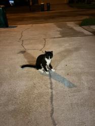 Found/Stray Unknown Cat last seen High Pasture Way, Melbourne, FL 32940