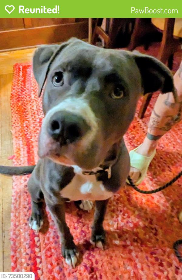 Reunited Female Dog last seen 27th and Columbia, Seattle, WA 98122
