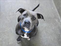 Shelter Stray Female Dog last seen , 14409 Vanowen St, Van Nuys, CA 91405, USA