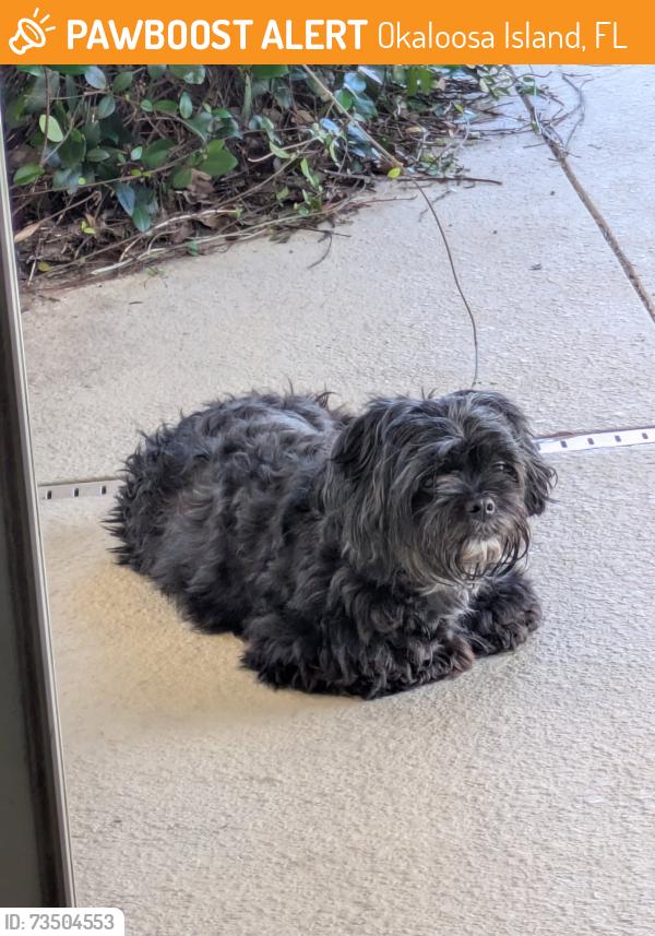 Found/Stray Female Dog last seen Santa Rosa blvd in front of island princess, Okaloosa Island, FL 32548