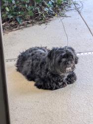 Found/Stray Female Dog last seen Santa Rosa blvd in front of island princess, Okaloosa Island, FL 32548
