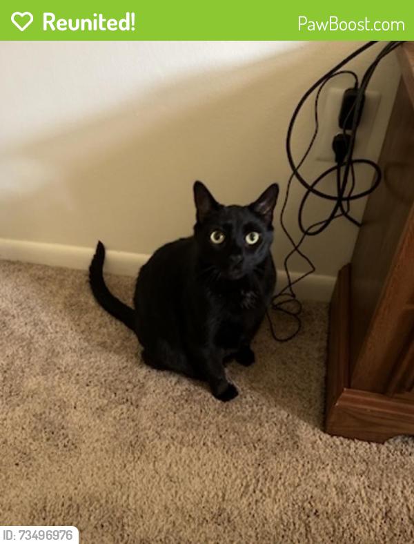 Reunited Male Cat last seen Near Pizza Time/Screpesi's Sandwich shop, Reading, PA 19611