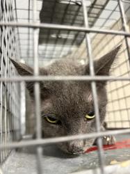 Shelter Stray Female Cat last seen Near BLOCK BETTY LN, LAS VEGAS NV 89156, 655 N Mojave Rd, Las Vegas, NV 89101, USA