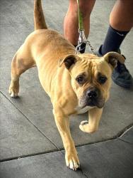 Shelter Stray Female Dog last seen , 1850 W 60th St, Los Angeles, CA 90047, USA