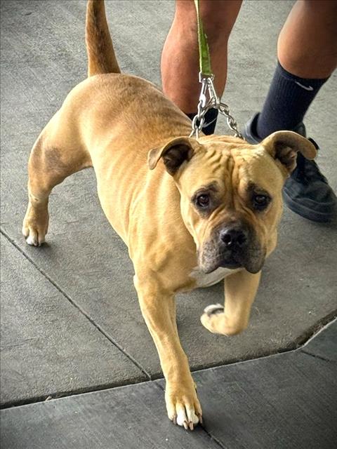 Shelter Stray Female Dog last seen , 1850 W 60th St, Los Angeles, CA 90047, USA