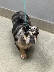 Shelter Stray Female Dog last seen ANN AND WARM SPRINGS, 655 N Mojave Rd, Las Vegas, NV 89101, USA
