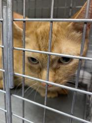 Shelter Stray Female Cat last seen Near BLOCK THOMAS AVE, NORTH LAS VEGAS NV 89030, 655 N Mojave Rd, Las Vegas, NV 89101, USA
