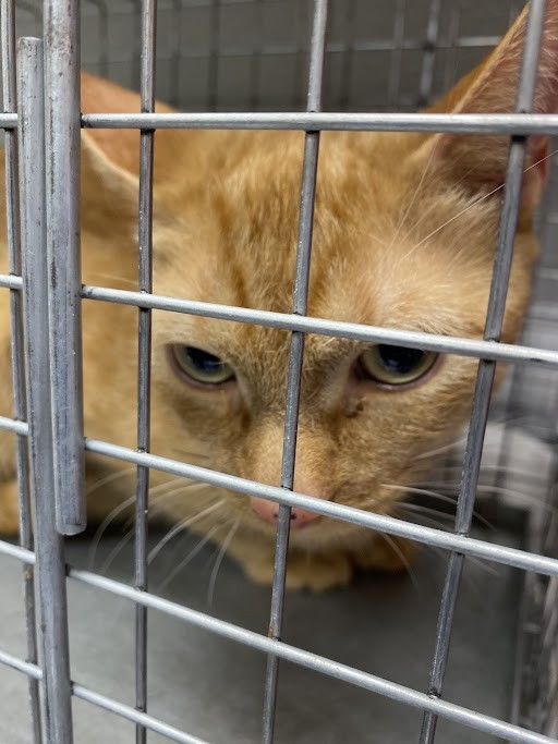 Shelter Stray Female Cat last seen Near BLOCK THOMAS AVE, NORTH LAS VEGAS NV 89030, 655 N Mojave Rd, Las Vegas, NV 89101, USA
