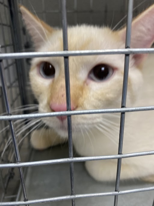 Shelter Stray Male Cat last seen Near BLOCK THOMAS AVE, NORTH LAS VEGAS NV 89030, 655 N Mojave Rd, Las Vegas, NV 89101, USA
