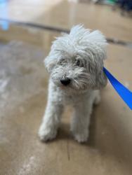 Shelter Stray Male Dog last seen AVENIDA CAPRESE & CALLE MAYFAIR, 130 Beyer Way, Chula Vista, CA 91911, USA