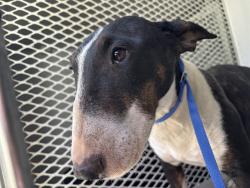 Shelter Stray Female Dog last seen Near BLOCK VINELAND RD, BAKERSFIELD CA 93307, 3951 Fruitvale Ave, Bakersfield, CA 93308, USA