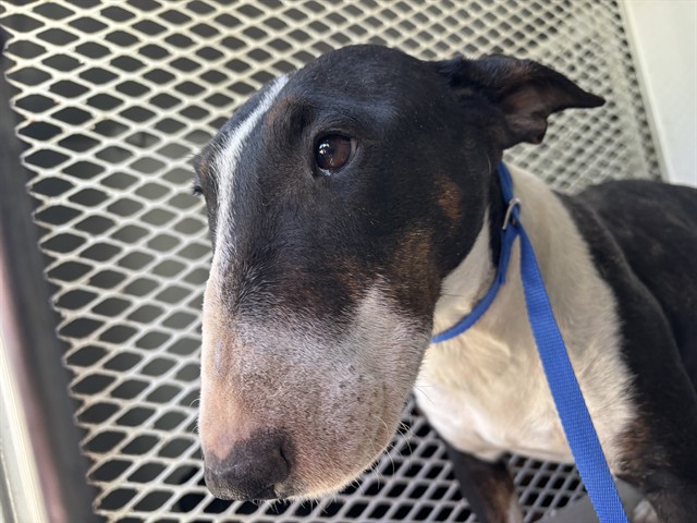 Shelter Stray Female Dog last seen Near BLOCK VINELAND RD, BAKERSFIELD CA 93307, 3951 Fruitvale Ave, Bakersfield, CA 93308, USA